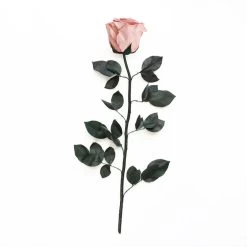 Long Stem Infinity Rose | Antique Pink | 1 Rose -Emmie Gray Store AntiquePink ohne karton 1280x1280 6