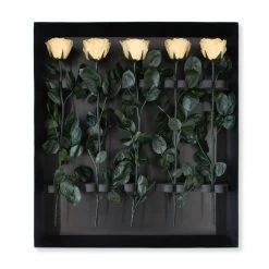 Long Stem Infinity Rose | Champagne | 5 Roses -Emmie Gray Store Champagne grosser karton offen 1280x1280 2