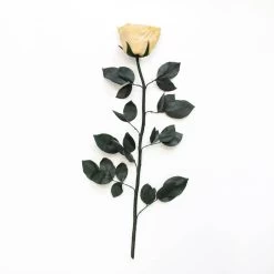 Classic Vase Set | Champagne | 10 ROSES -Emmie Gray Store Champagne ohnekarton 1280x1280 4