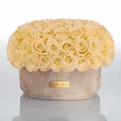 Premium Solid Splendid Infinity | Champagne | L