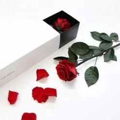 Long Stem Infinity Rose | Vibrant Red | 5 Roses -Emmie Gray Store Vibrantred Inspo 1280x1280 2