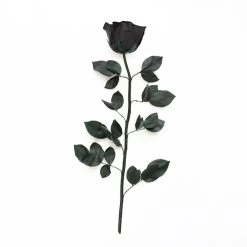 Long Stem Infinity Rose | Black Beauty | 1 Rose -Emmie Gray Store black ohnekarton 1280x1280 1