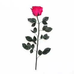 Long Stem Infinity Rose | Hot Pink | 5 Roses -Emmie Gray Store hotpink ohnekarton 1280x1280 3